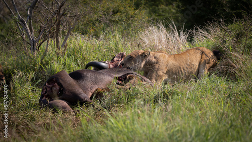 lions feeding on a cape buffalo