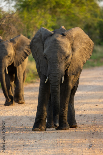 Elephant calf on the road 