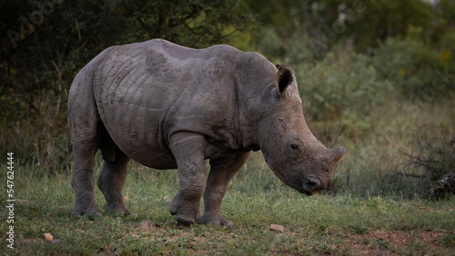 a young white rhino calf © Jurgens