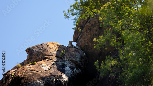 a leopard on a huge boulder photo