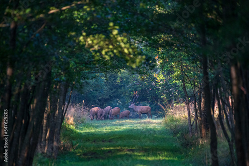 Ein Rothirsch steht mit einer Gruppe von Rehen auf einer Lichtung im Wald photo