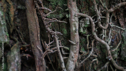 Old roots background with green moss