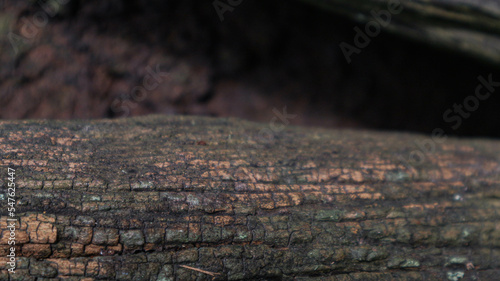 natural old wood grain background