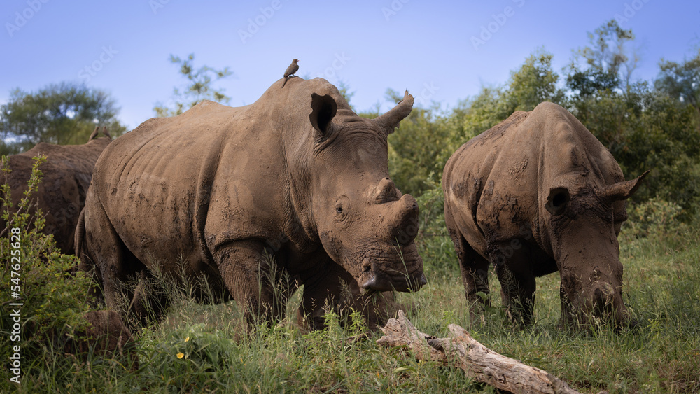 two white rhinos grazing together