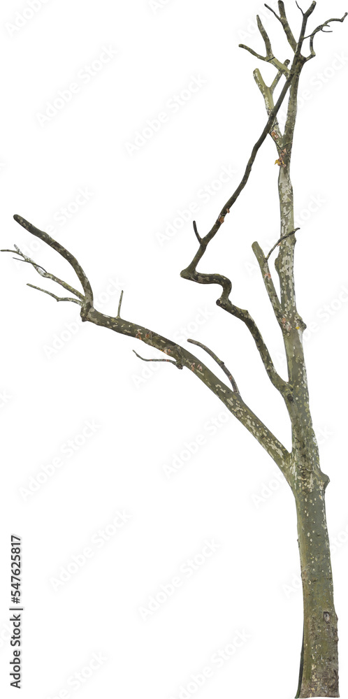 Isolated PNG cutout of a tree trunk on a transparent background Isolated PNG cutout of a tree trunk on a transparent background