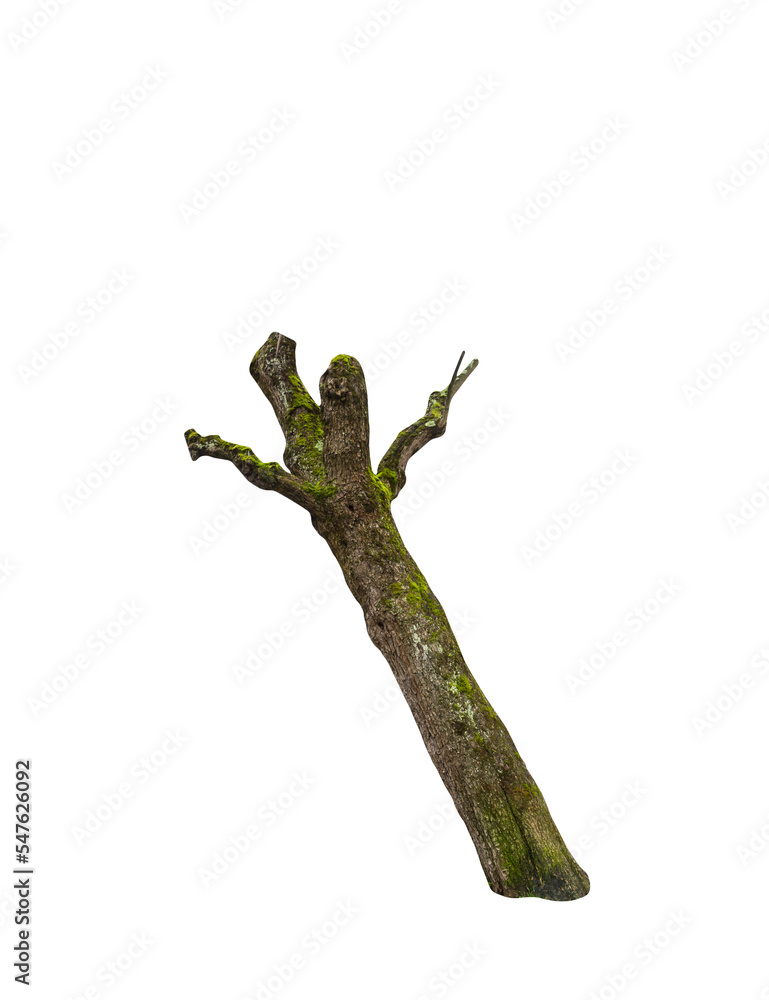 Fototapeta premium Isolated PNG cutout of a tree trunk on a transparent background