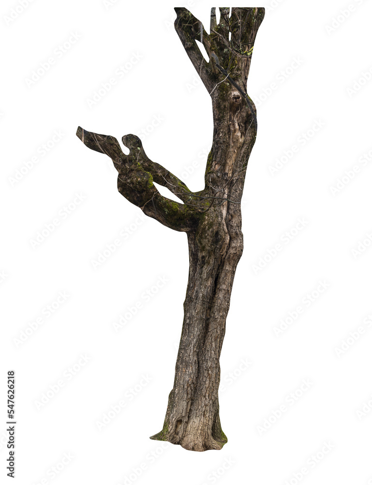 Fototapeta premium Isolated PNG cutout of a tree trunk on a transparent background