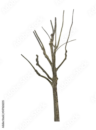 Isolated PNG cutout of a tree trunk on a transparent background