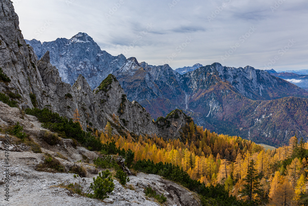 Foliage in the woods of Julian Alps