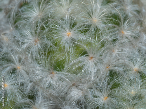 Focus close-up shot on blooming cactus (Mammillaria ). It is touched by moring sunlight.