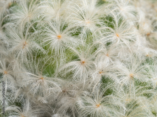 Focus close-up shot on blooming cactus (Mammillaria ). It is touched by moring sunlight.