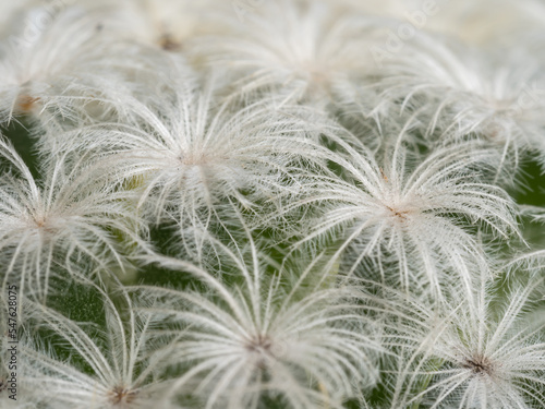 Focus close-up shot on blooming cactus (Mammillaria ). It is touched by moring sunlight.