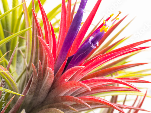 Tillandsia ionantha flower, purple, yellow, green, and white, bloom one time in rainy, close up, can use be background