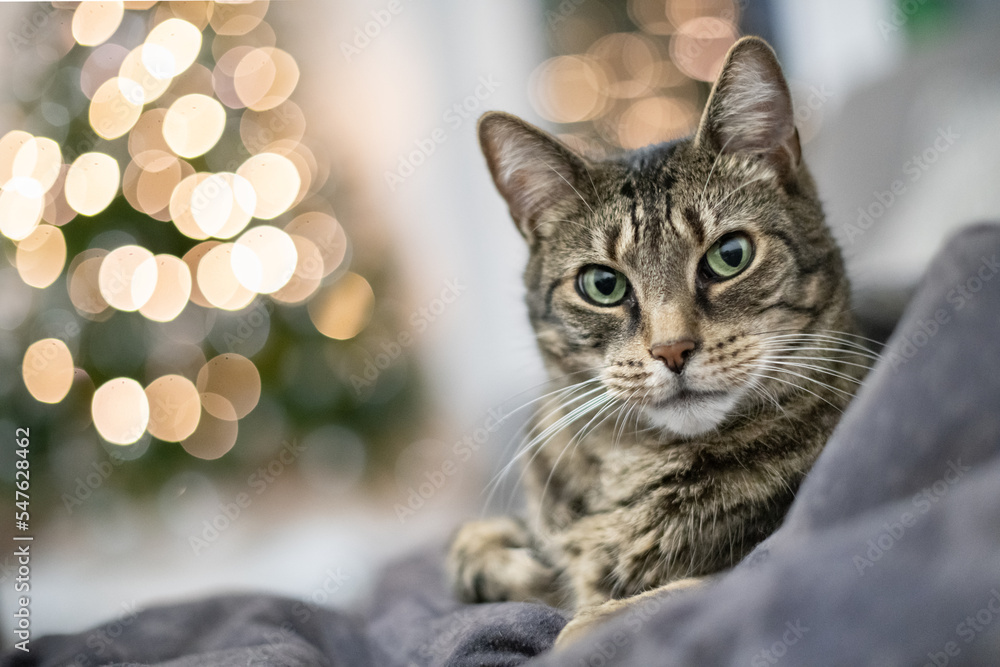 gestreifte Katze mit Bokeh von einem Weihnachtsbaum im Hintergrund