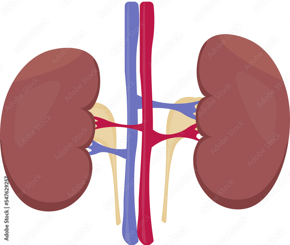 Human body healthy organs two kidneys anatomy Stock Illustration ...
