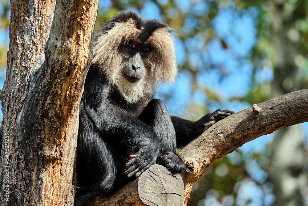 Obraz premium Bartaffe oder Wanderu ( Macaca silenus ).