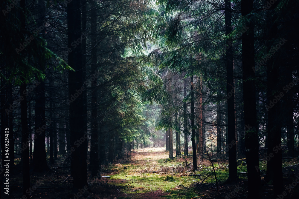 Fototapeta premium Misty forest in the autumn