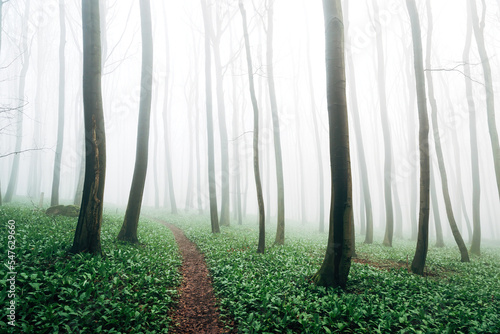 Foggy Forest in spring