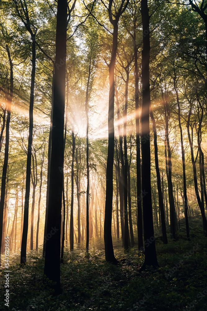 Sunrays in the forest Sunrays in the forest