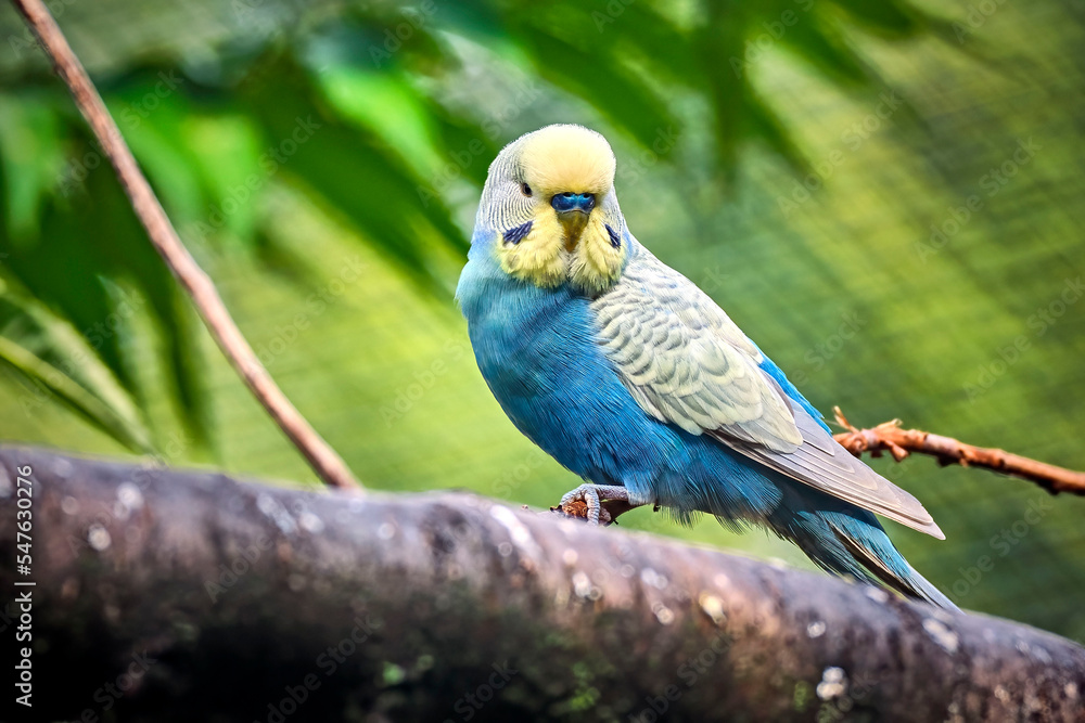 Obraz premium Wellensittich ( Melopsittacus undulatus ) .
