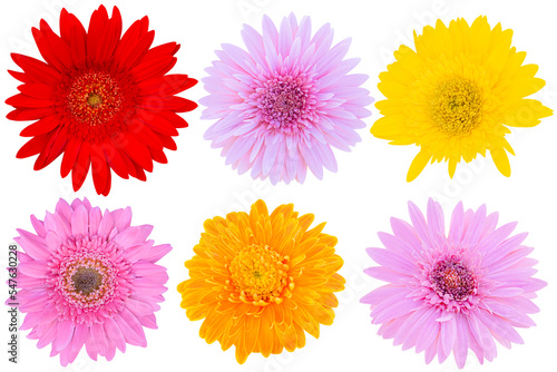 Red and Pink and Yellow Gerbera Daisy on white background.flower on clipping path.