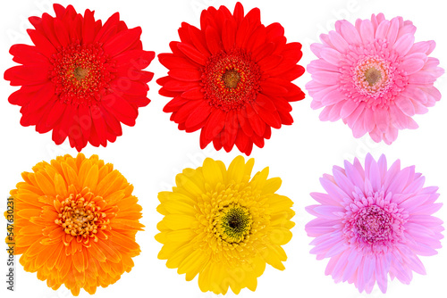 Yellow and Pink and Red Collection Gerbera Daisy on white background.flower on clipping path.