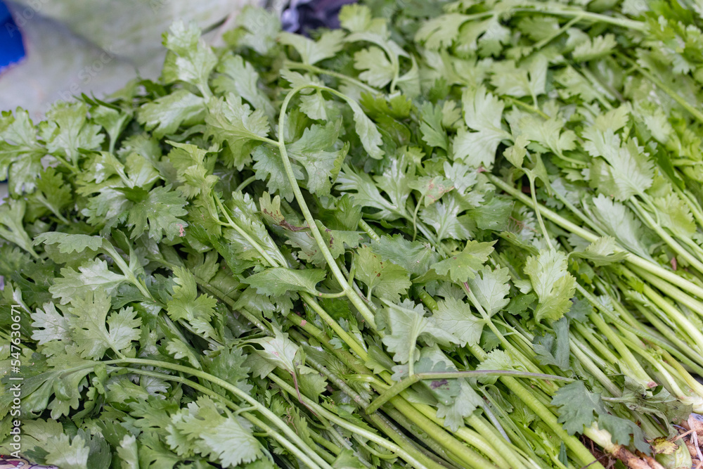 bunch of fresh Cilantro, on a gray wooden table, close-up, top view bunch of fresh Cilantro, on a gray wooden table, close-up, top view