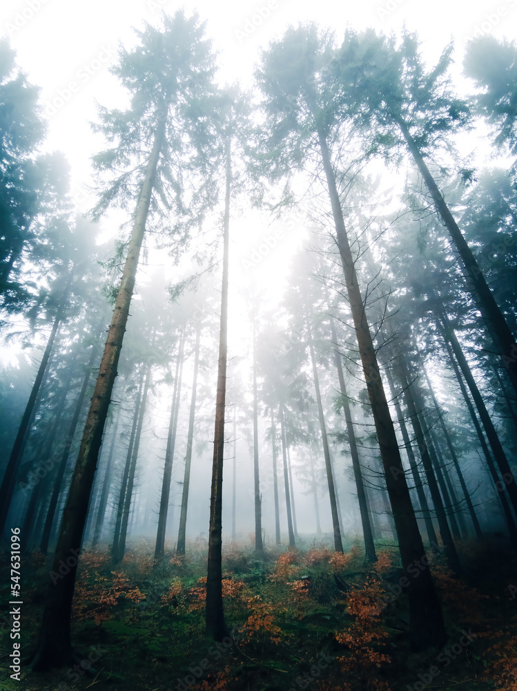 Moody forest in winter