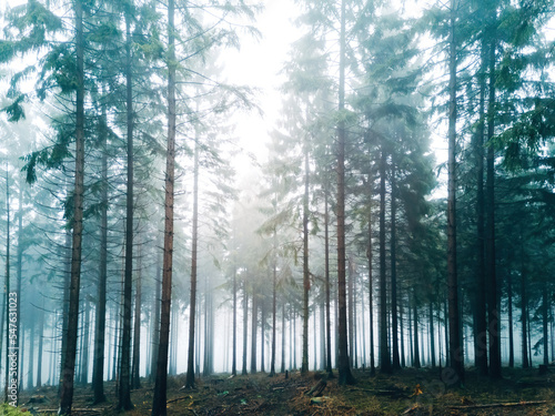 Moody forest in winter © Jrn