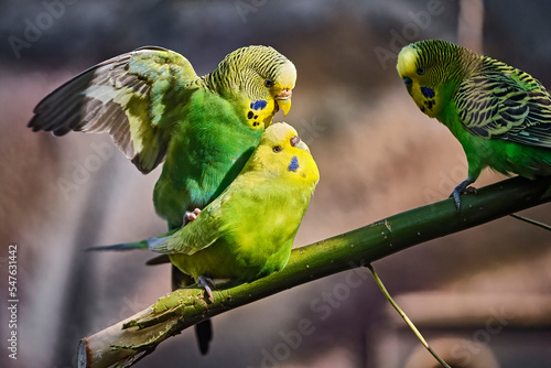 Wellensittich ( Melopsittacus undulatus ) . photo