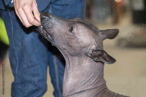 Pure breed Xoloitzcuintle dog photo