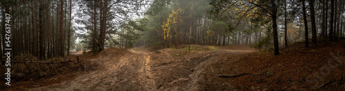 Panorama of the forest on an autumn ,foggy day in the morning in Podlasie in Poland.
