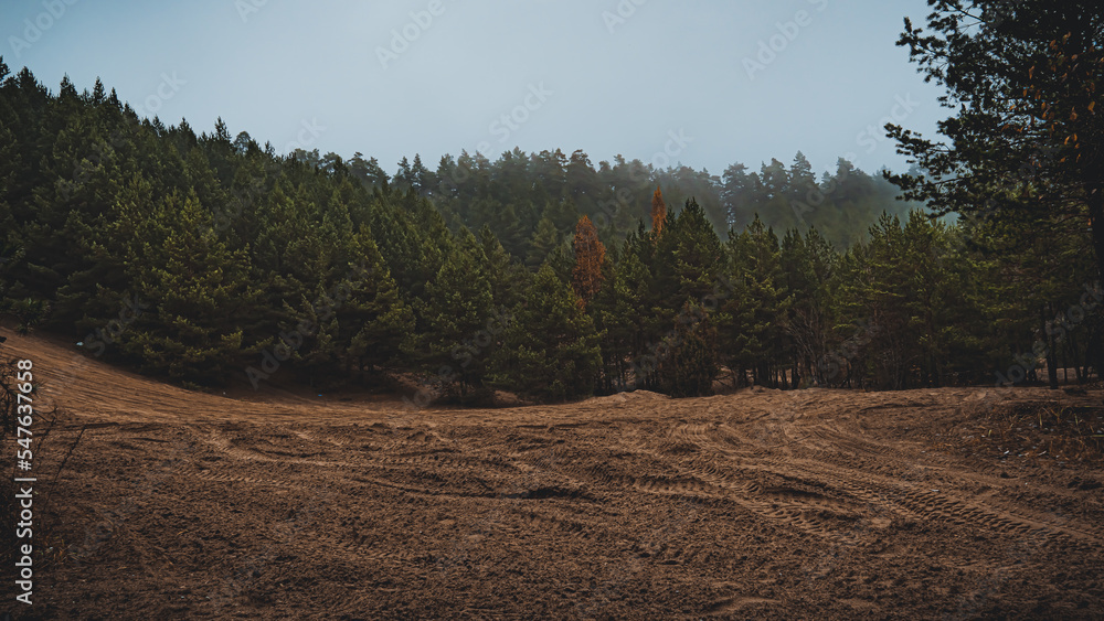 Panorama of the forest on an autumn ,foggy day in the morning in Podlasie in Poland.