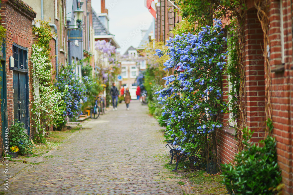 Beautiful street decorated with flowers in the town of Alkmaar, Netherlands Beautiful street decorated with flowers in the town of Alkmaar, Netherlands
