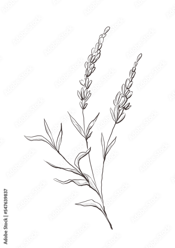 Watercolor illustration of lavender flower