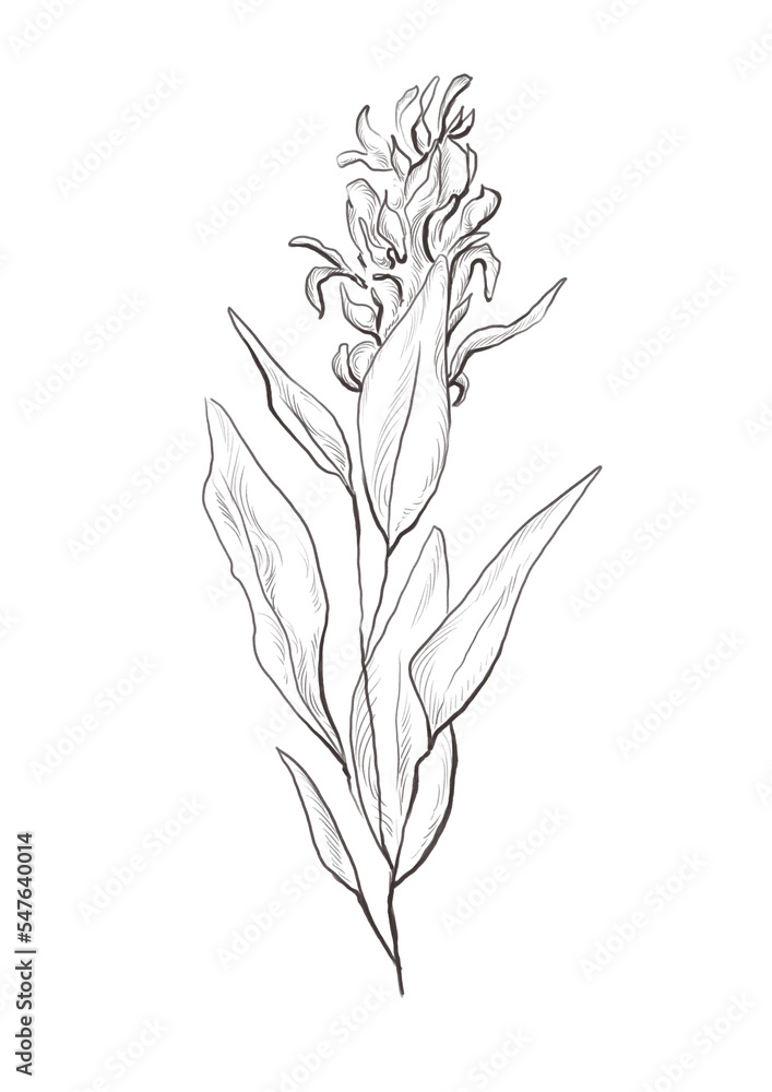 Watercolor illustration of sage branch Watercolor illustration of sage branch