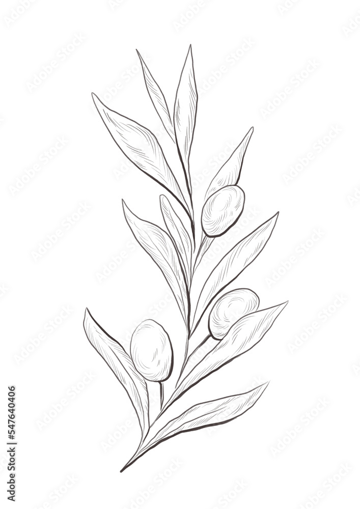 Watercolor illustration of olive tree branch