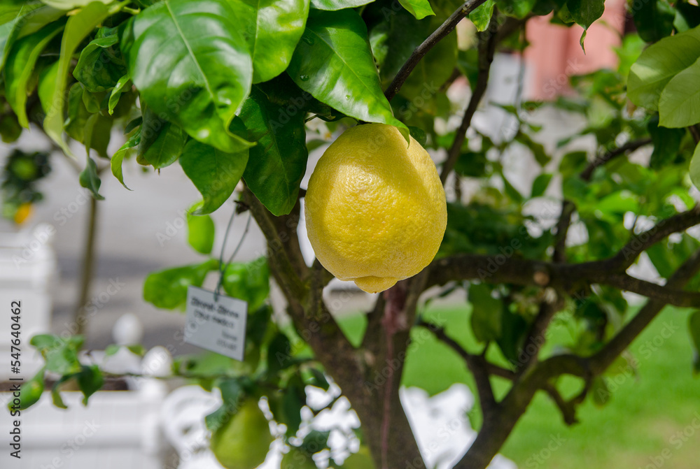 Lemon tree at Mainau island garden