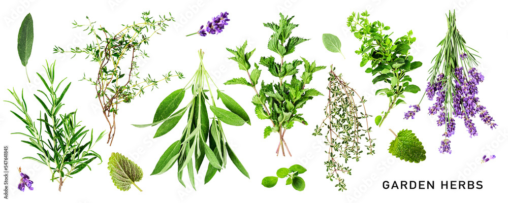 Fresh garden herbs set. PNG with transparent background. Flat lay. Without shadow. - obrazy, fototapety, plakaty 