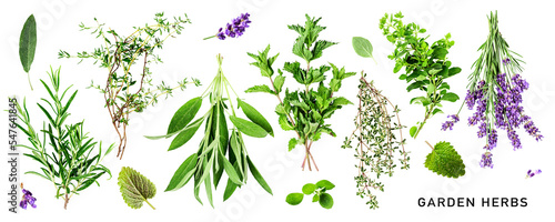 Fresh garden herbs set. PNG with transparent background. Flat lay. Without shadow.
