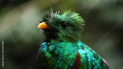 Close-up of a male resplendent quetzal singing. Endangered bird