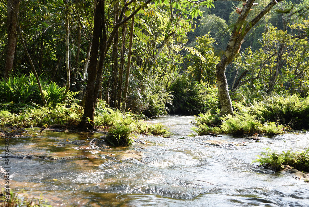Fototapeta premium Wildbäche am Ufer des River Kwai, Thailand