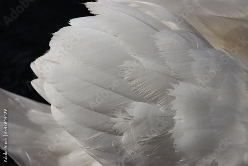 Fototapeta Naklejka Na Ścianę i Meble -  white swan feather close up