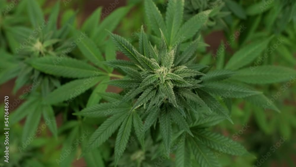 Cannabis plant cultivation. Researching cannabis for use in medicine, collecting data. Hemp Oil Research. Marijuana production. Cannabis plant cultivation. Researching cannabis for use in medicine, collecting data. Hemp Oil Research. Marijuana production.
