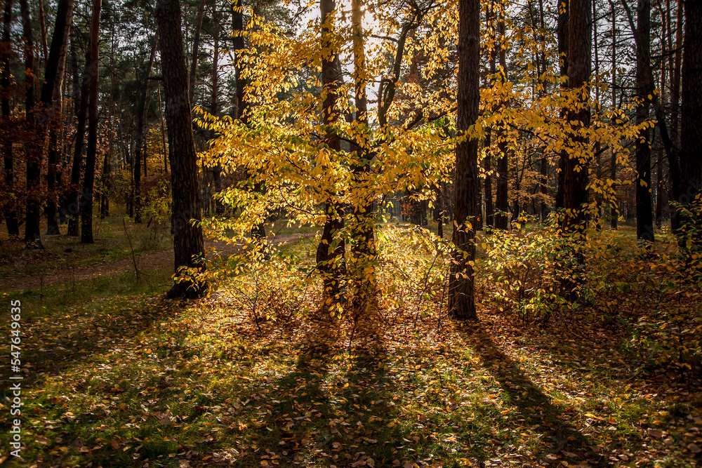 Shadows of golden colorful trees in the autumn forest. Shadows of golden colorful trees in the autumn forest.