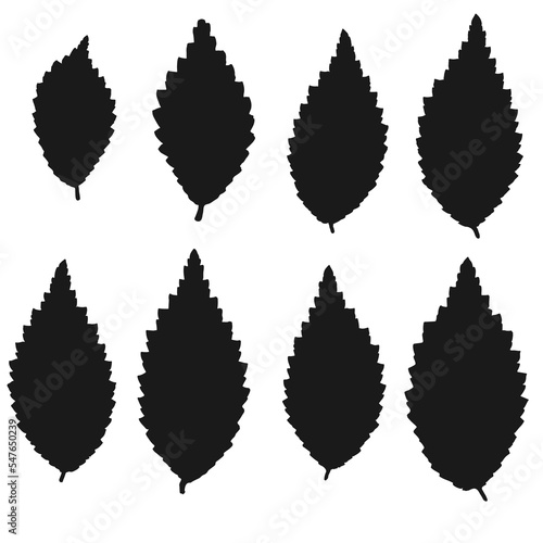 Group of the black Dwarf Elm leaves