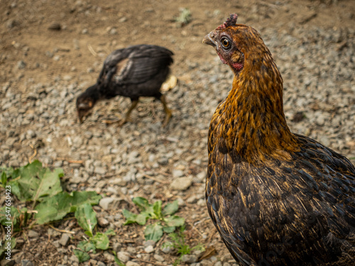 Mother hen with chick