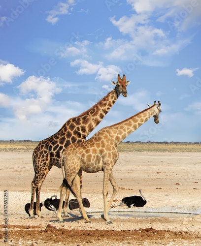 Two Giraffe with a small flock of Ostrich in the background. There is a natural dry savannah and blue sky background. © paula