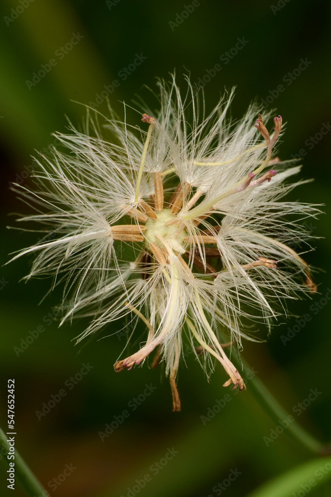 Fototapeta premium Dandelion flower in the park. Macro single shot using Raynox DCR-250. 