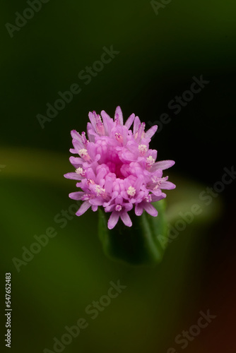 Grass flower in the park. Macro single shot using Raynox DCR-250. 